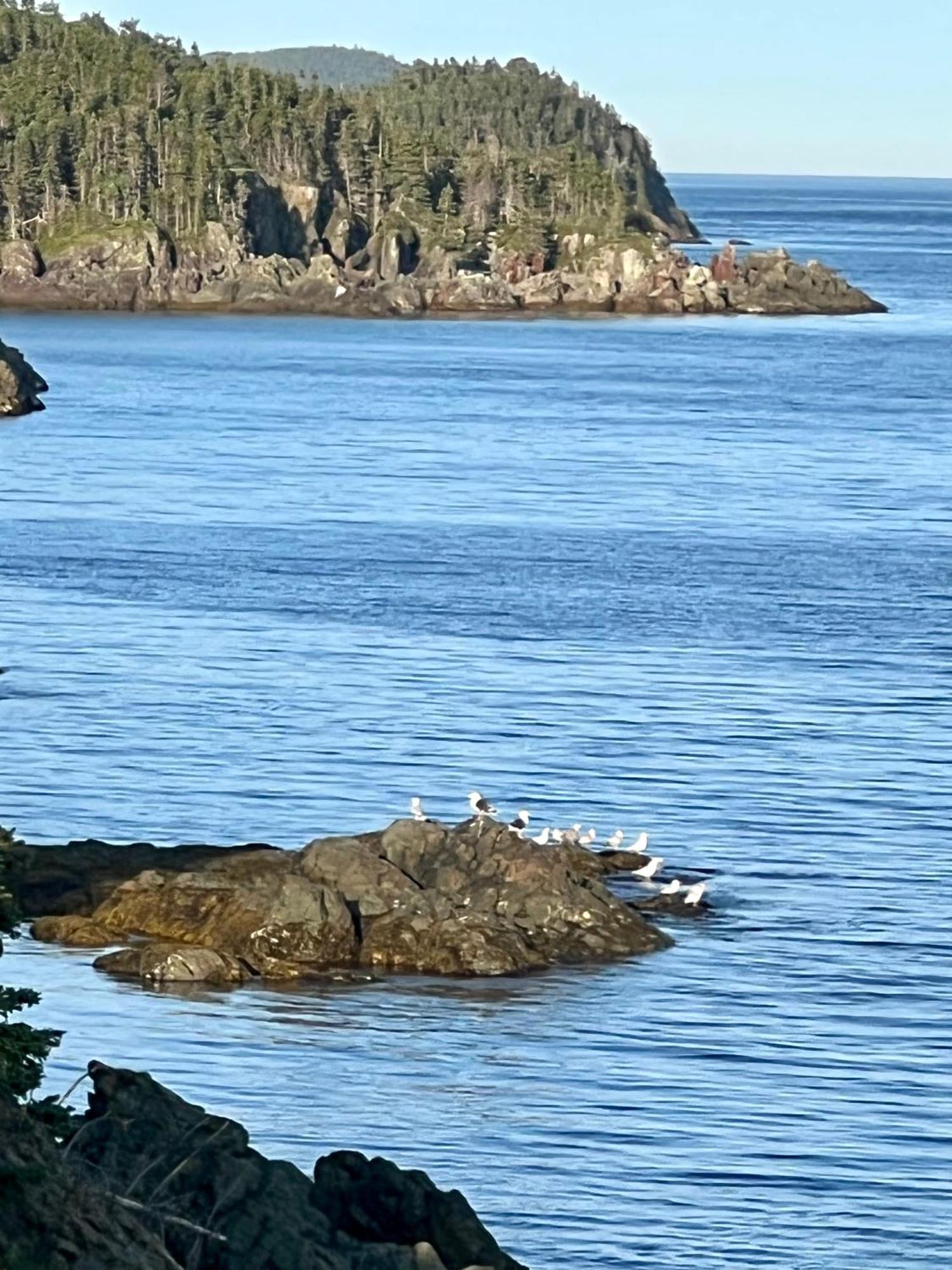 The View Suites And Breakfast In Triton, Newfoundland Pilley's Island 外观 照片
